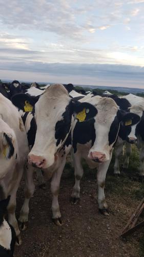 Surrounding environment, The Lazy Shepherd in West Pennard