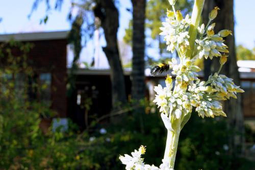 Grey Goose Game Lodge Grey Goose Game Lodge