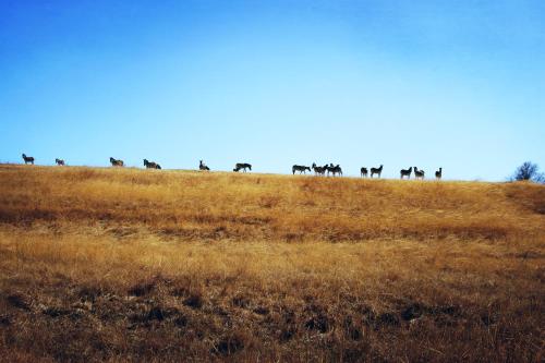 Grey Goose Game Lodge Grey Goose Game Lodge