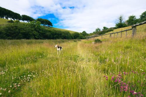 Ta Mill Holiday Cottages & Lodges - Forge Cottage