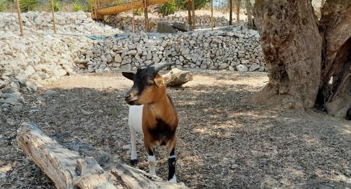 Quinta do Benjamim - Tejo - image 11