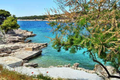 Apartments by the sea Bilo Primosten - 4191 - image 14