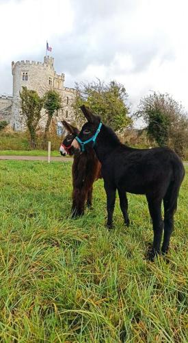 Les ânes du château d Hardelot, pour 2 à 5 pers