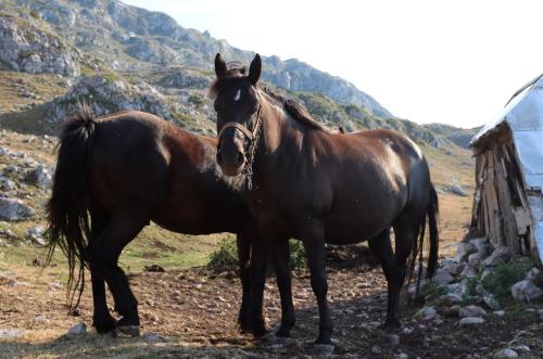 Katun Kuline in Andrijevica