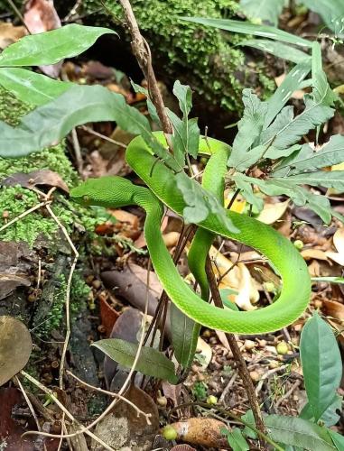 Pakchong hostel & wildlife tour 5