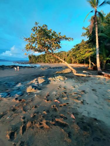 شاطئ, Garden of Heliconias Lodge in Drake Bay