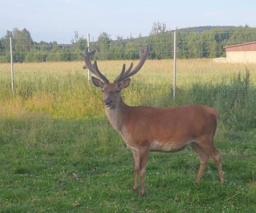 Noclegi Święta Katarzyna ,, Pod Jeleniami "prawdziwymi