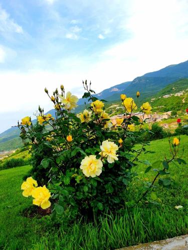 Guest house Ijevan's Garden