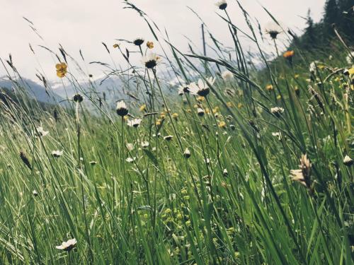 Omgeving, Thaletalm in Innervillgraten