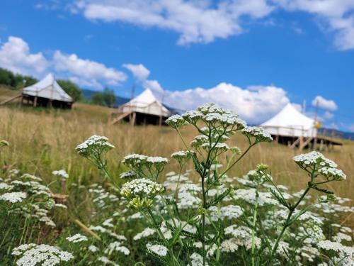 Nucsoara Glamping - Hotel - Nucşoara