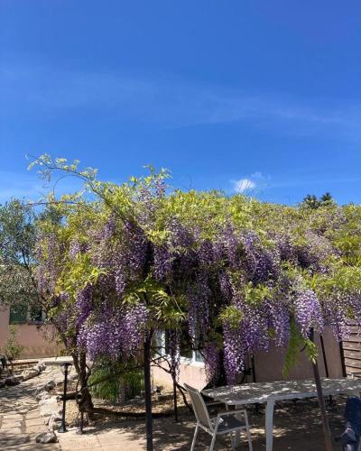 B&B Sainte-Croix-de-Quintillargues - Le clos des olivettes - Bed and Breakfast Sainte-Croix-de-Quintillargues