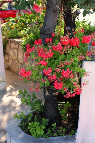Apartments by the sea Barbat Rab - 5005 - image 7