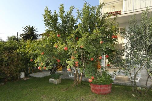 Apartments with a parking space Trogir - 10337 - image 14