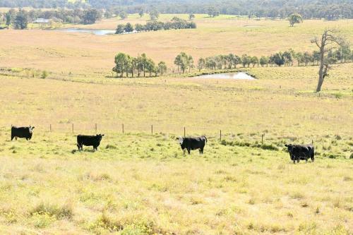 Southern Highlands Accommodation for up to 4, Barn Style with Alpacas