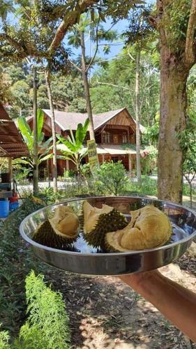 Jimmy Durian Orchard