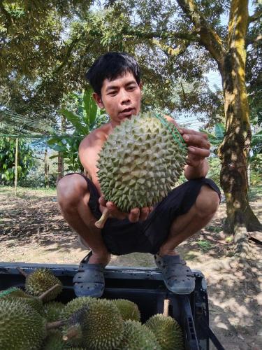 Jimmy Durian Orchard