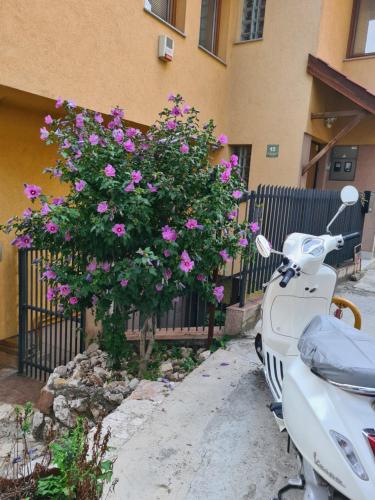 Apartman Yellow House