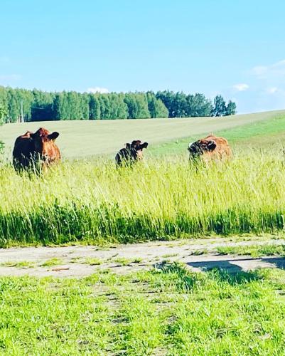 Romantyczny domek dla dwojga