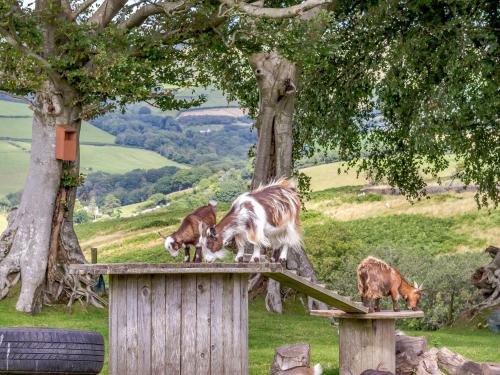 Caner Bach Lodge Bridgend - image 8