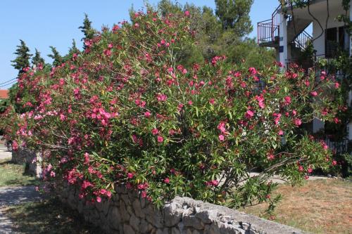 Apartments with a parking space Starigrad Paklenica - 6647 - image 7