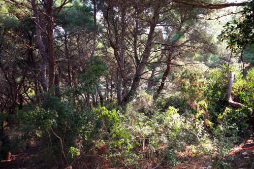 Apartments by the sea Cove Blaca, Mljet - 10416