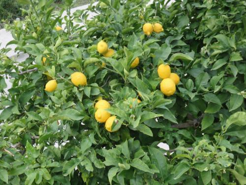 Apartments with a parking space Hvar - 11427 - image 12