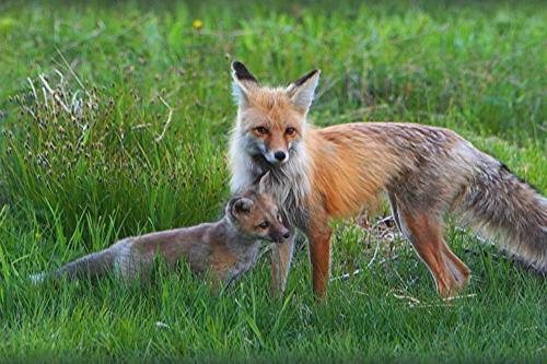 Fox Den Lodge