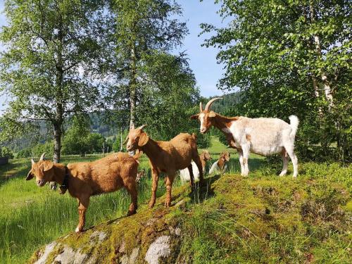 "Kuckucksnest" Hallenbad Freibecken Massagen nebenan