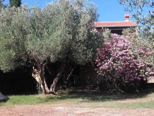 Apartments by the sea Cove Pogana, Cres - 14172 - Location saisonnière - Nerezine