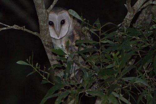 Redrock Retreat Kingaroy Australia
