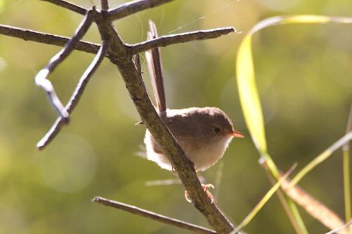 Redrock Retreat Kingaroy Australia