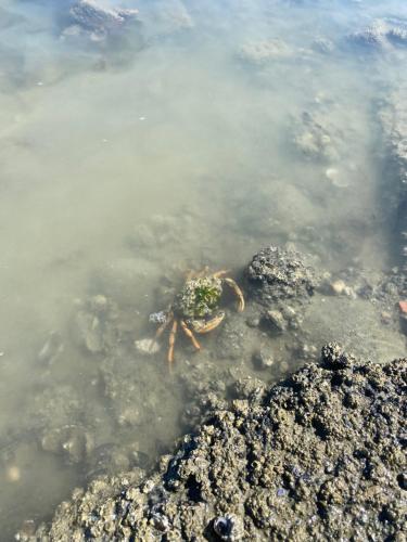 Wierums Huske aan de Waddenzee Unesco Werelderfgoed