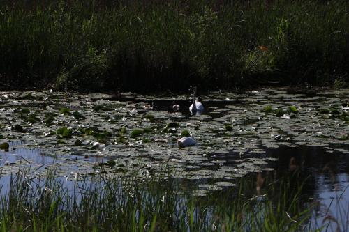 Sobe Pilajevo 2, 183 Ulica Stjepana Radića, Gola