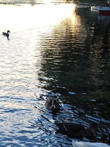 Al Lago di Posta Fibreno - Locazione Turistica