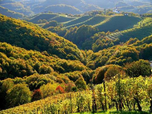 Cozy family place 'Hiša Grozdek' - Gruškovec 40A