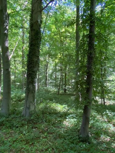 Le Dôme de Namur - Une nuit insolite dans les bois