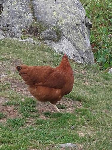 A Cordon entre Bois et Nature