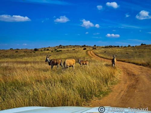 Dullstroom Manor Game & Trout Lodge