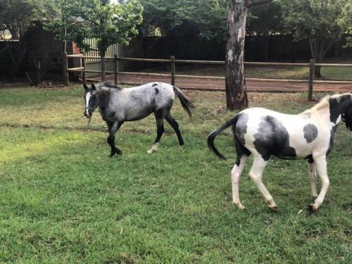 Haizum's Equestrian Centre in Eikenhof