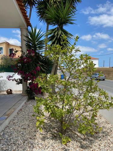 Casa do Canto - Uma casa no campo, perto da praia., Óbidos (fotografie 6)