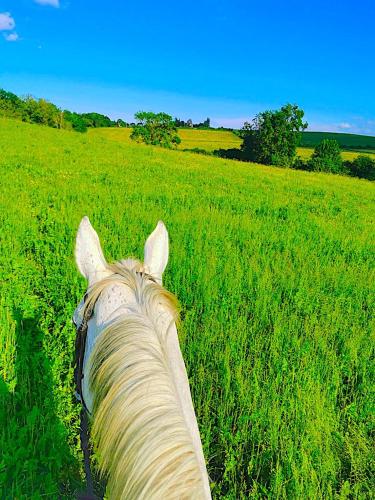 FABULEUX - Domaine du Moulin D'Andraut Bordeaux-Chevaux-Golf-St Emilion