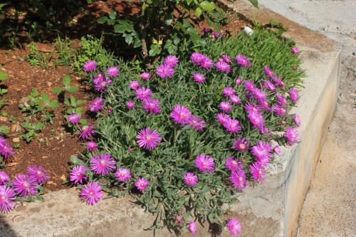 Apartments with a parking space Umag - 7735 - image 10
