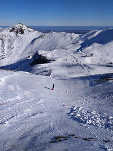 Les marmottes du Sancy