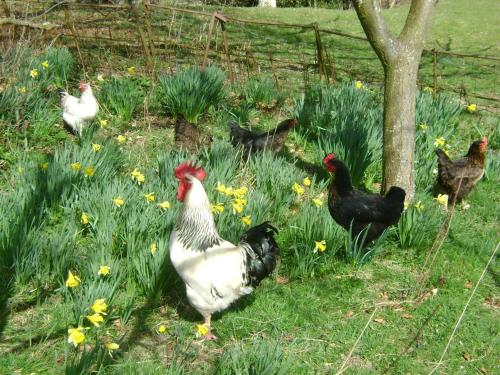 The Forest Country House B&B - image 7