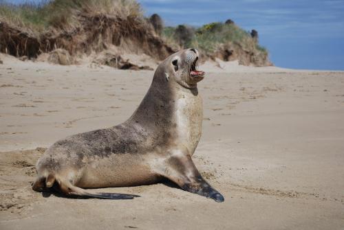 Catlins Newhaven Holiday Park