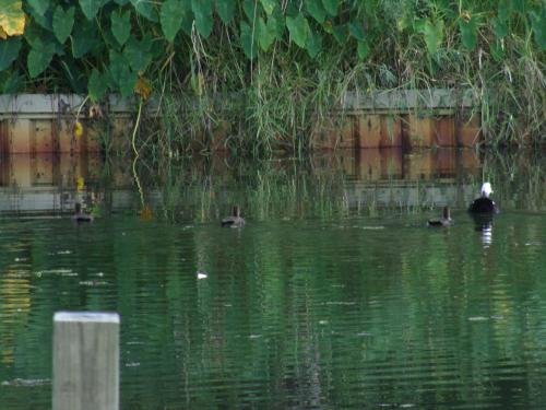 The Reel Bayou Cottage - image 13
