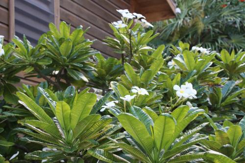 Amanda's Place Green Studio - pool and tropical garden