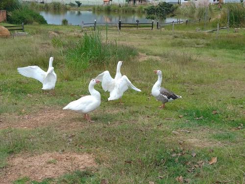 Surrounding environment, Cabana lagovilla in El Emporio