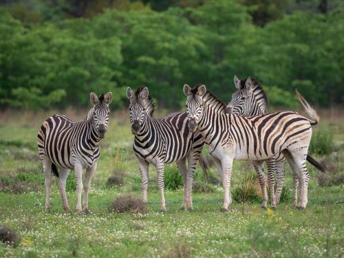 Sofala Lodge