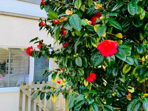 Beautiful Garden Room with Private Entrance in 金斯布里奇
